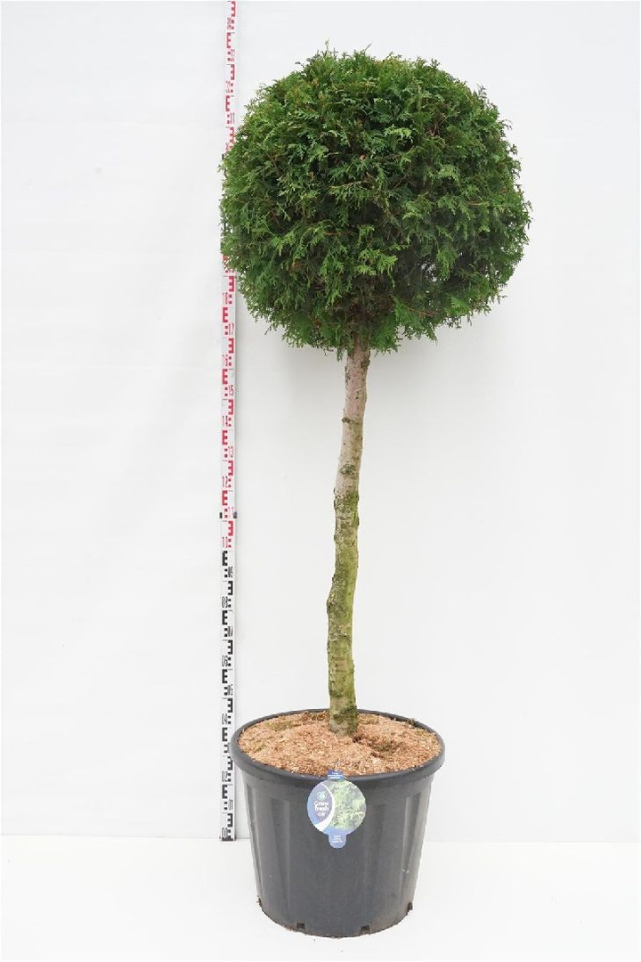 Tuja vakarinė (Lot Thuja occ.) 'Brabant' C110 STIEBAS 100 CM