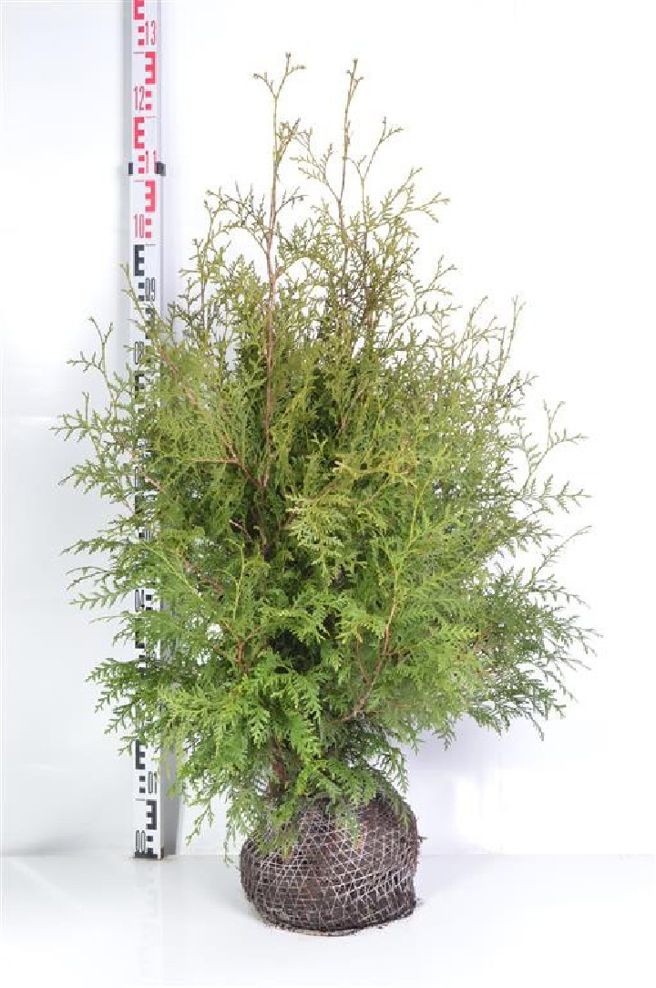 Tuja vakarinė (Lot Thuja occ.) 'Brabant' 100/+ CM RB