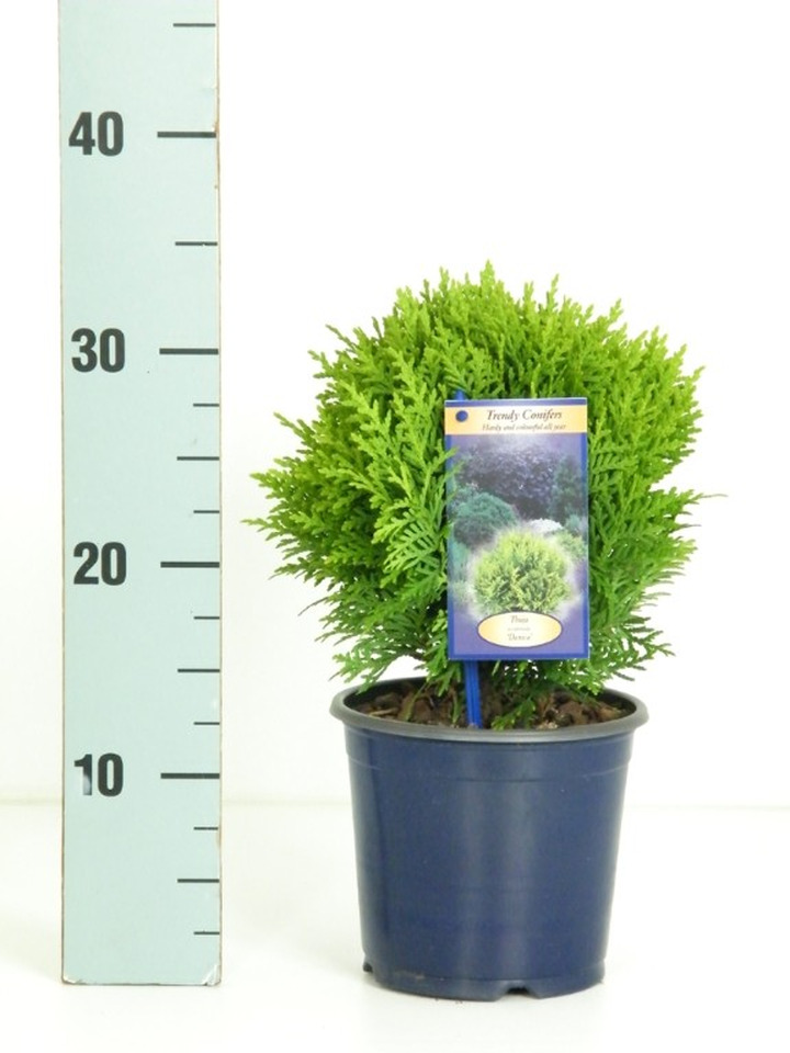 Tuja vakarinė (Lot Thuja occ.) 'Danica' C1,5/P15 25-30 CM