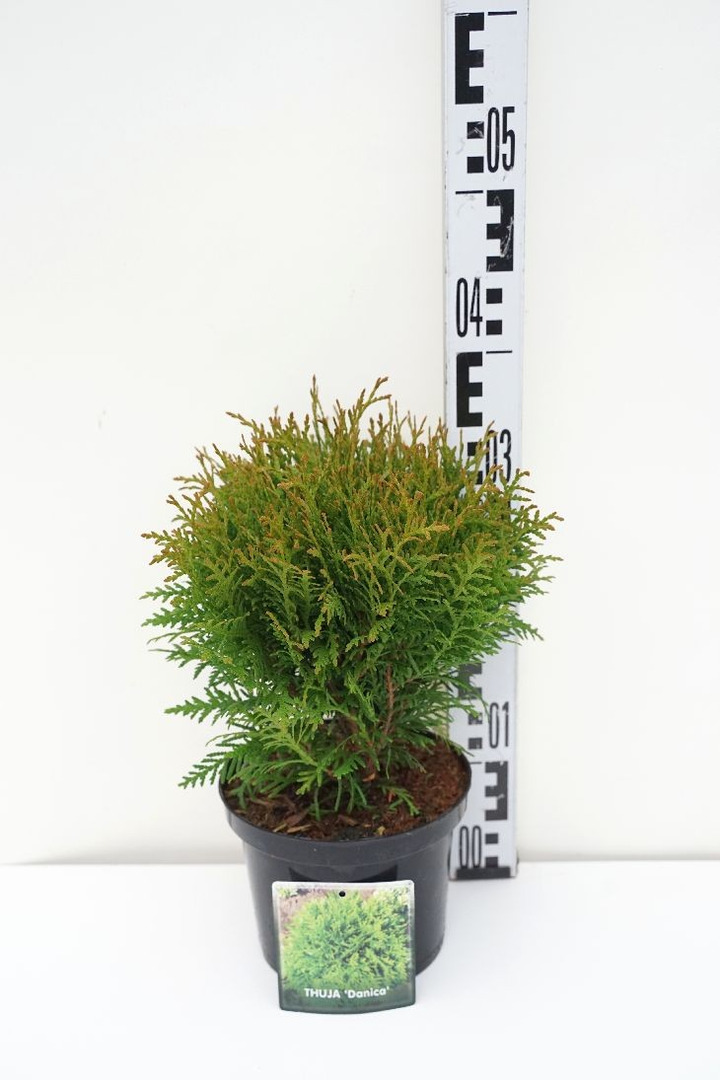 Tuja vakarinė (Lot Thuja occ.) 'Danica' C2/P17 30-40 CM