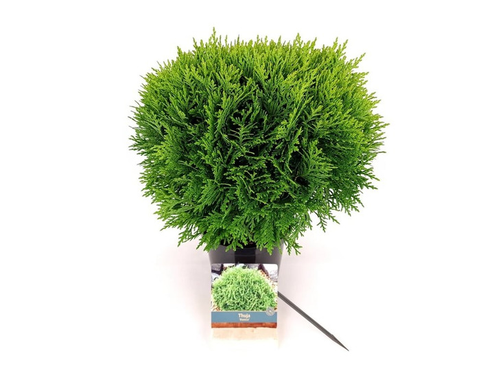 Tuja vakarinė (Lot Thuja occ.) 'Danica' C2/P17 30-40 CM