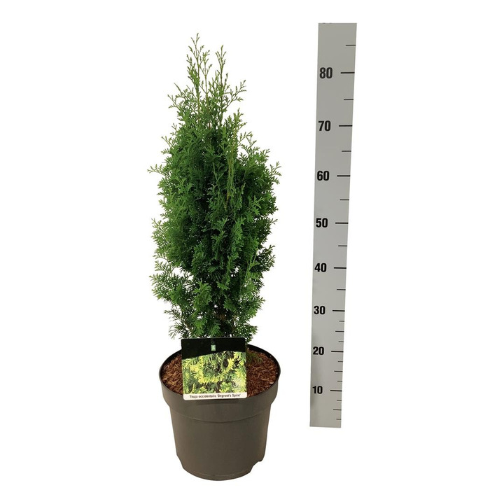 Tuja vakarinė (Lot Thuja occ.) 'Degroot Spire' C7,5/P26 50-60 CM