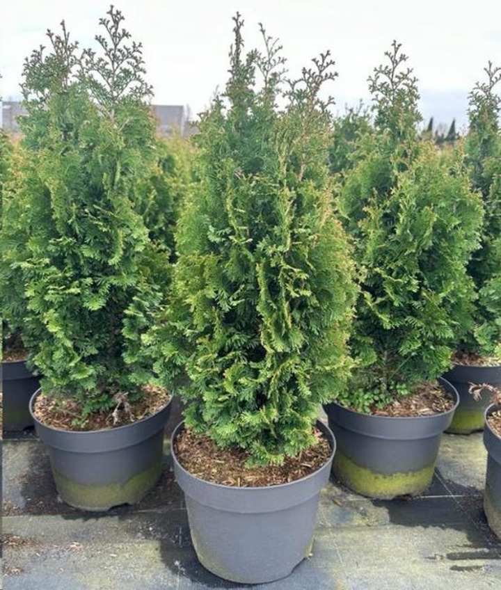 Tuja vakarinė (Lot Thuja occ.) 'Degroot Spire' C7,5/P26 50-60 CM