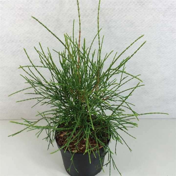 Tuja vakarinė (Lot Thuja occ.) 'Filiformis' C3/P19 25-30 CM