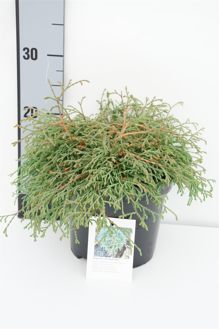 Tuja vakarinė (Lot Thuja occ.) 'Going Down' C3/P19 25-30 CM