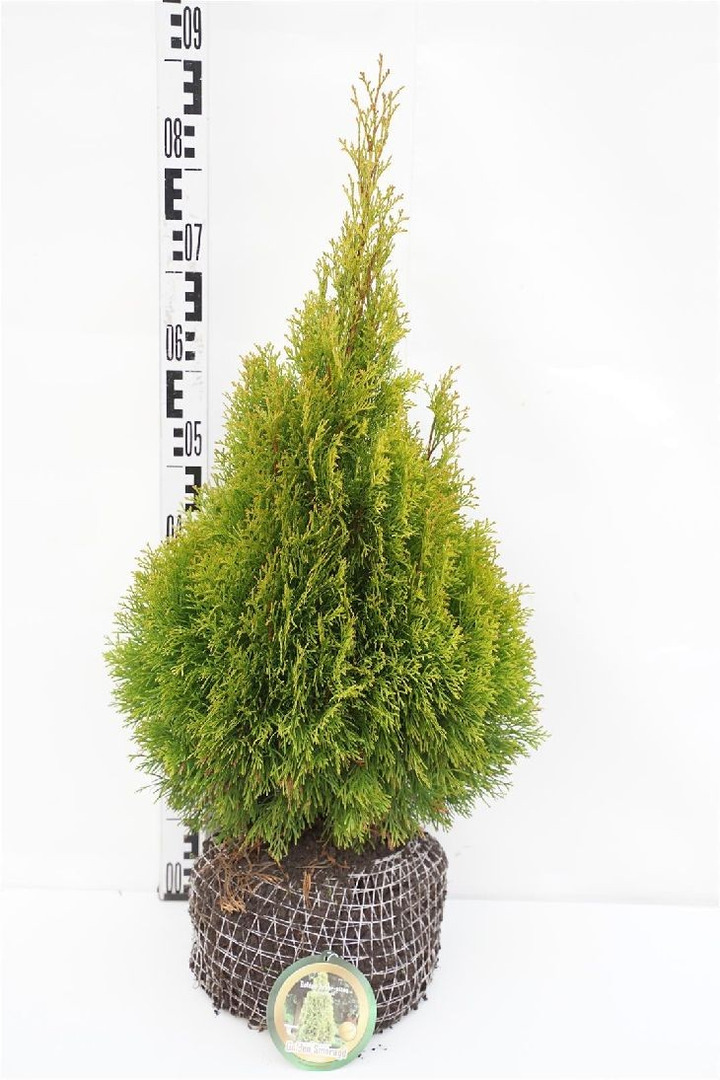 Tuja vakarinė (Lot Thuja occ.) 'Golden Smaragd' 50-60 CM RB