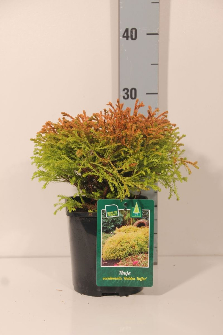 Tuja vakarinė (Lot Thuja occ.) 'Golden Tuffet' C2/P17 20-25 CM