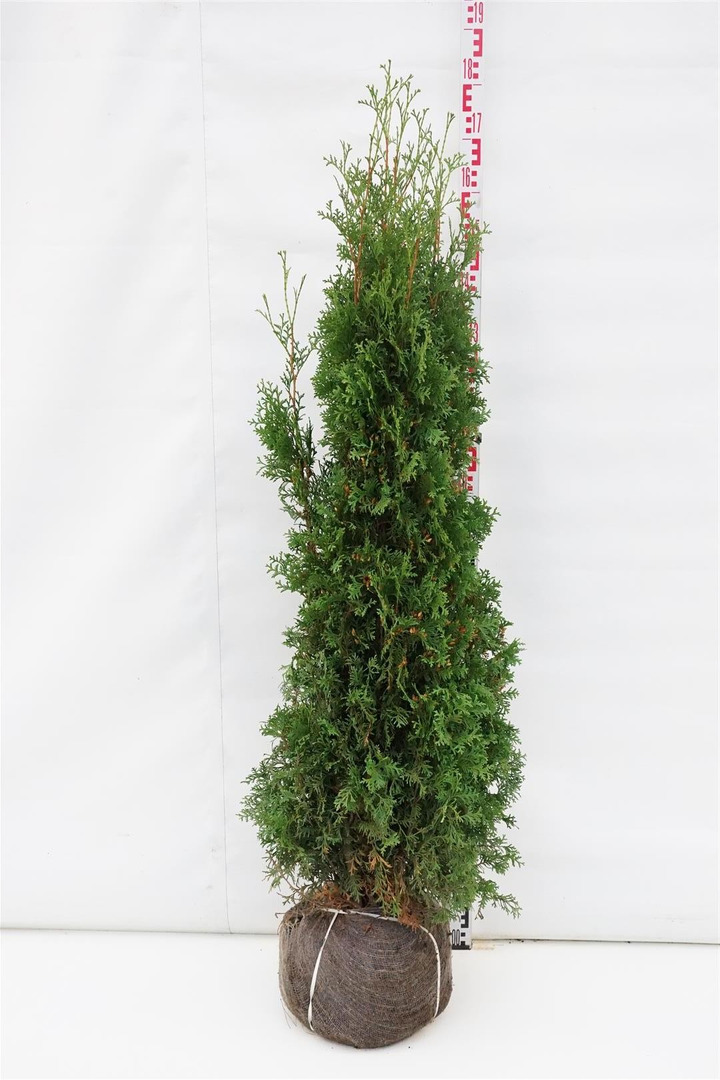 Tuja vakarinė (Lot Thuja occ.) 'King of Brabant' 140-160 CM RB  EXTRA