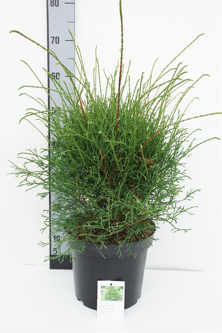 Tuja vakarinė (Lot Thuja occ.) 'Little Filly' C7,5/P26 40-50 CM