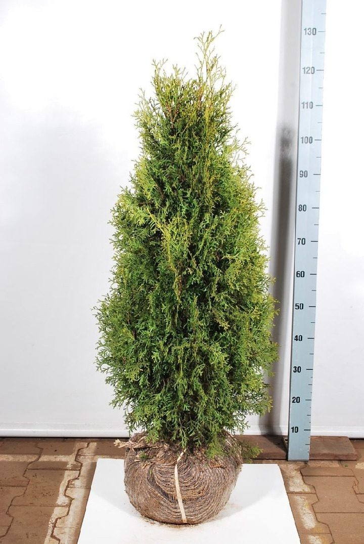 Tuja vakarinė (Lot Thuja occ.) 'Pyramidalis Compacta' 100-120 CM RB