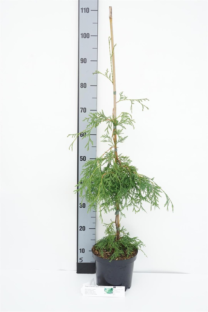 Tuja vakarinė (Lot Thuja occ.) 'Quebec Weeping' C3/P19 70-80 CM