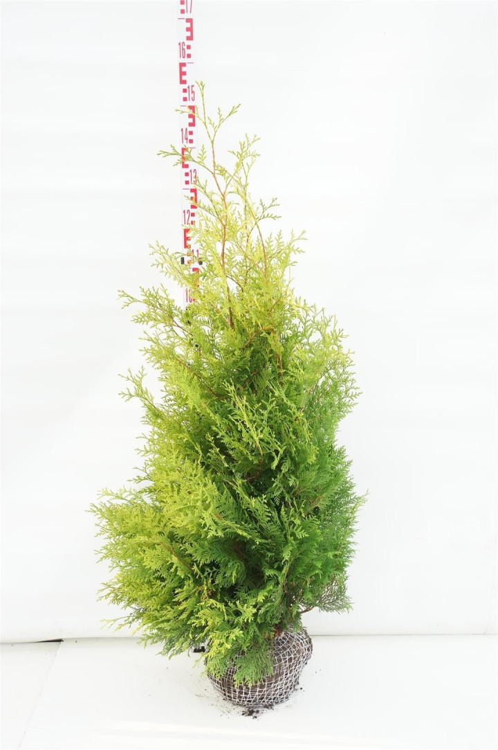 Tuja vakarinė (Lot Thuja occ.) 'Salland' 100-125 CM RB