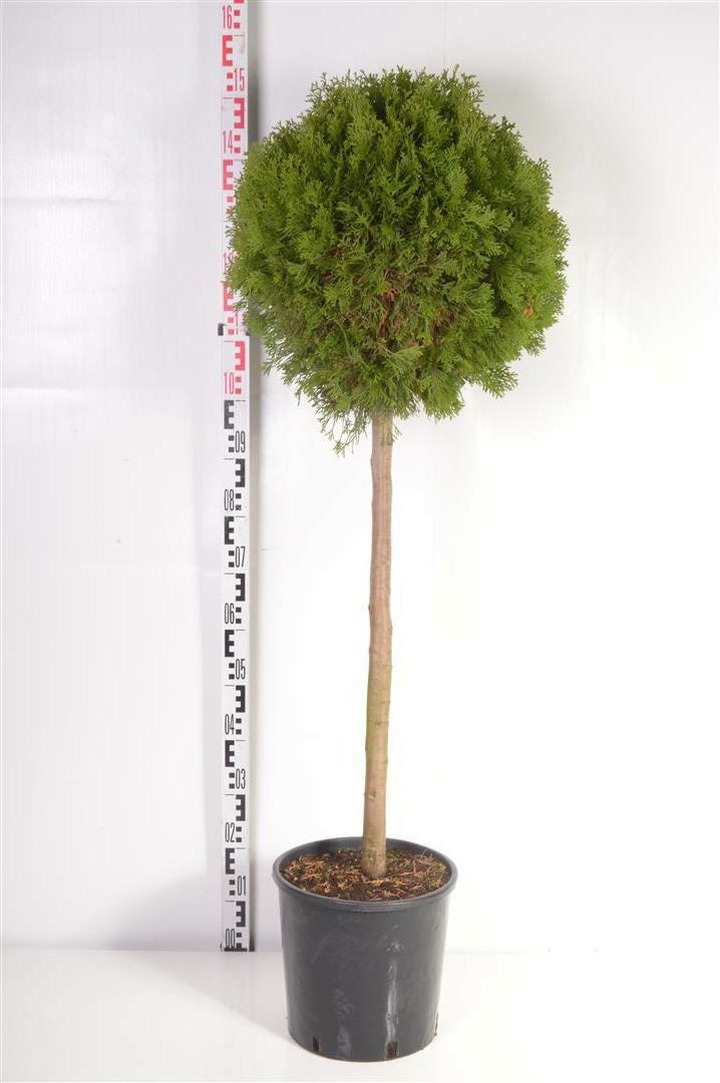 Tuja vakarinė (Lot Thuja occ.) 'Smaragd' C15 STIEBAS 80 CM
