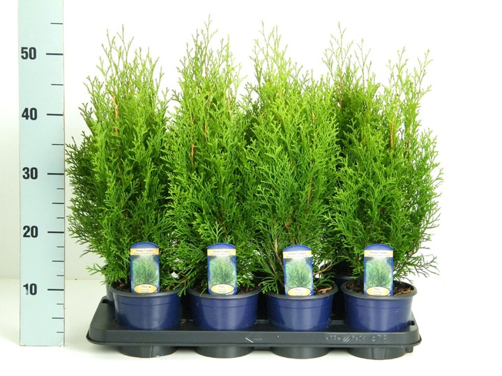 Tuja vakarinė (Lot Thuja occ.) 'Smaragd' C1/P13 15-20 CM