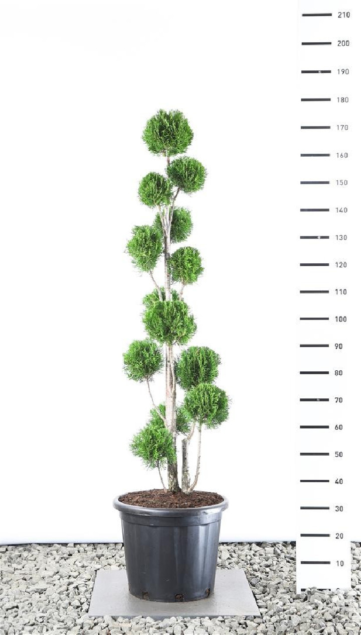 Tuja vakarinė (Lot Thuja occ.) 'Smaragd' MULTIB.125-150 C25