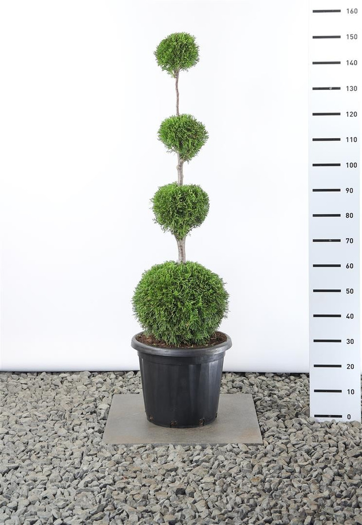 Tuja vakarinė (Lot Thuja occ.) 'Smaragd' QUATROBALL 100 C12