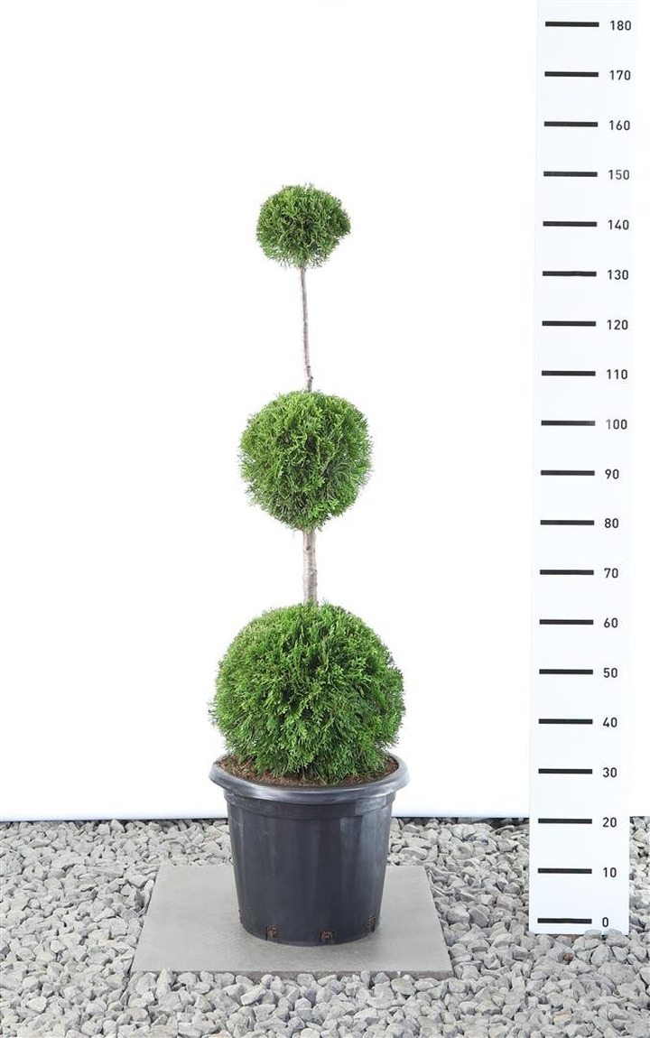 Tuja vakarinė (Lot Thuja occ.) 'Smaragd' TRIOBALL100-125 C17
