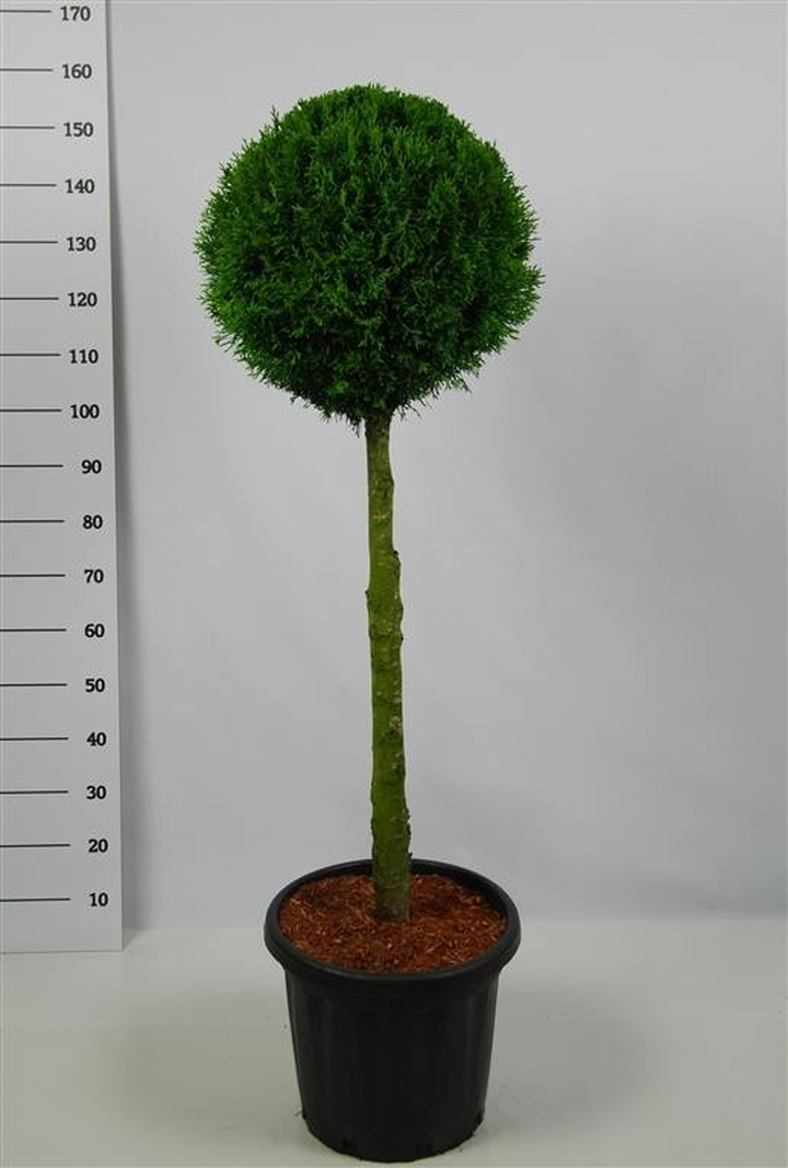 Tuja vakarinė (Lot Thuja occ.) 'Smaragd' C25 STIEBAS 100 CM