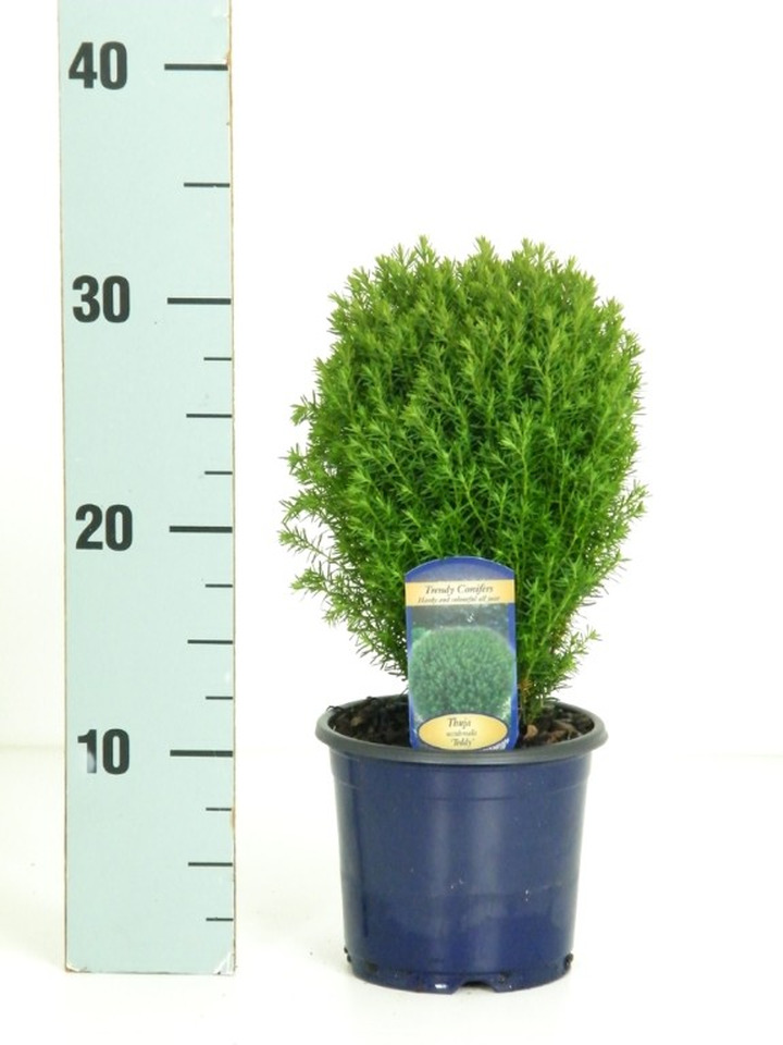 Tuja vakarinė (Lot Thuja occ.) 'Teddy' C1/P13 20-25 CM