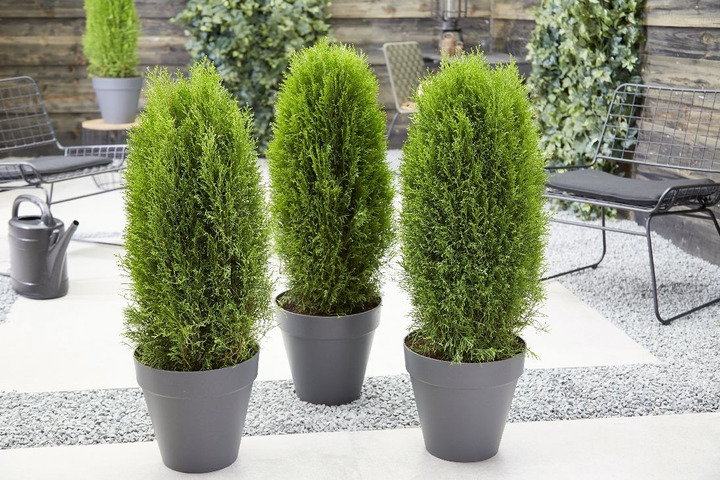 Tuja vakarinė (Lot Thuja occ.) 'Totem Smaragd' C2/P17 25-30 CM