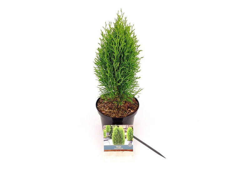 Tuja vakarinė (Lot Thuja occ.) 'Totem Smaragd' C2/P17 25-30 CM