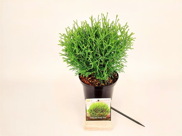 Tuja vakarinė (Lot Thuja occ.) 'Tiny Tim' C2/P17 30-40 CM