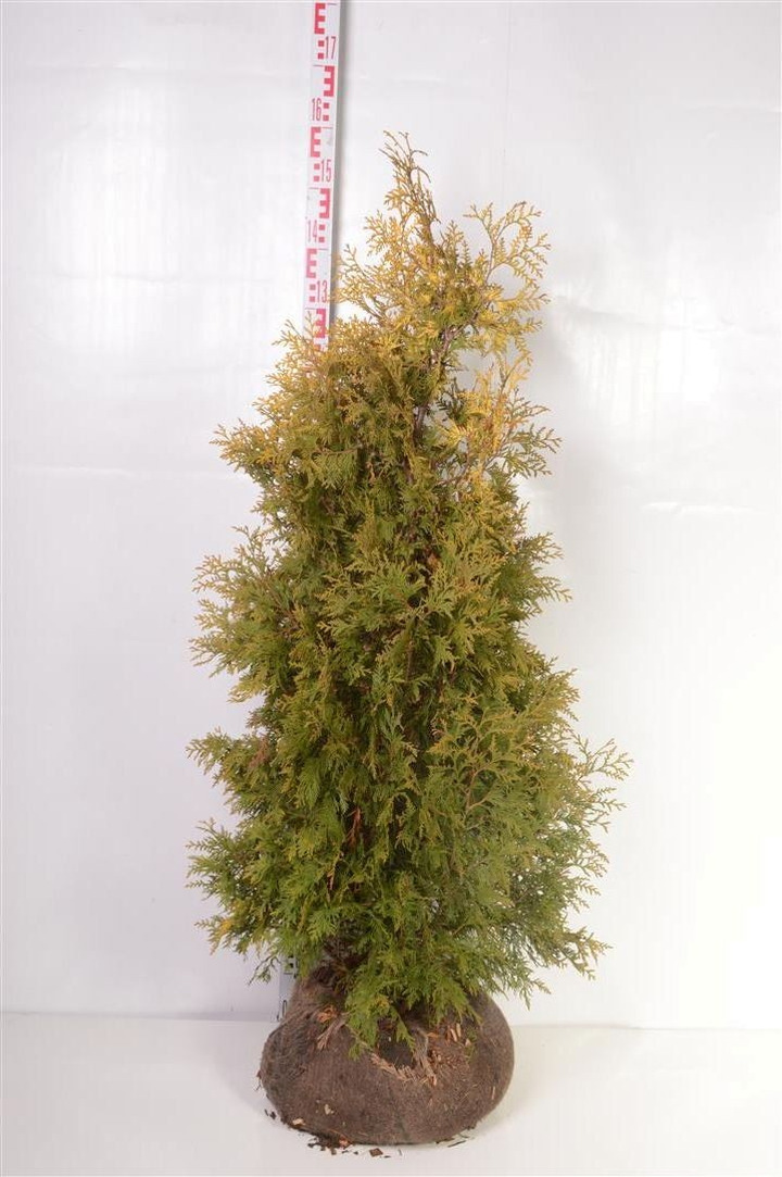 Tuja vakarinė (Lot Thuja occ.) 'Yellow Ribbon' 120-140 CM RB
