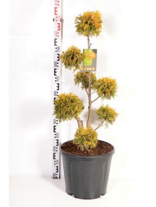 Tuja vakarinė (Lot Thuja occ.) 'Yellow Ribbon' MULTIB 80-100 C20