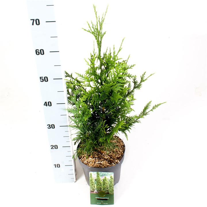 Tuja didžioji (Lot Thuja pl.) 'Can-Can' C2,5/P18 25-30 CM