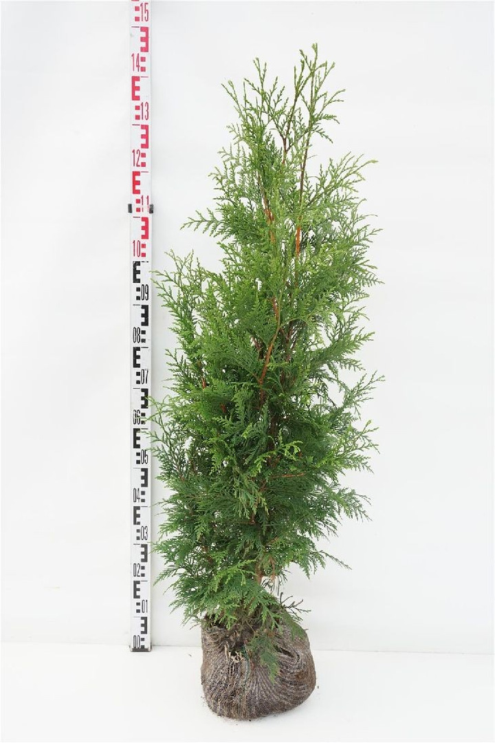 Tuja didžioji (Lot Thuja pl.) 'Excelsa' 80-100 CM RB