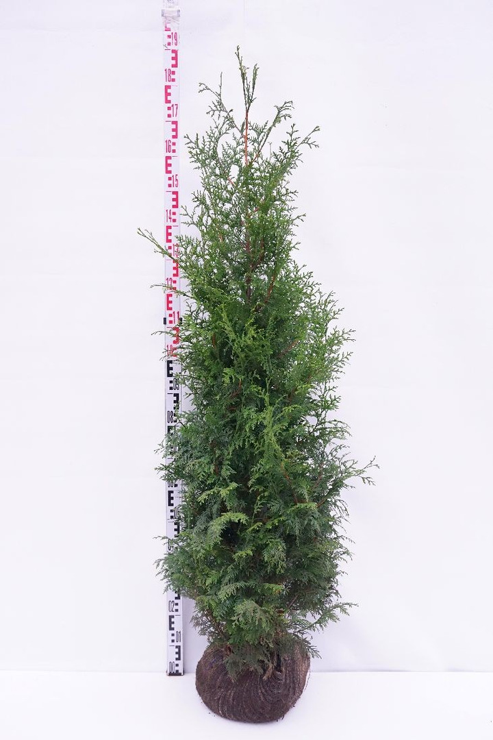 Tuja didžioji (Lot Thuja pl.) 'Gelderland' 150-175 CM RB