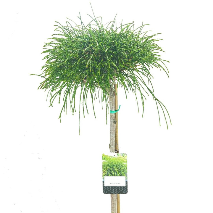 Tuja didžioji (Lot Thuja pl.) 'Whipcord' C10 STIEBAS 60 CM