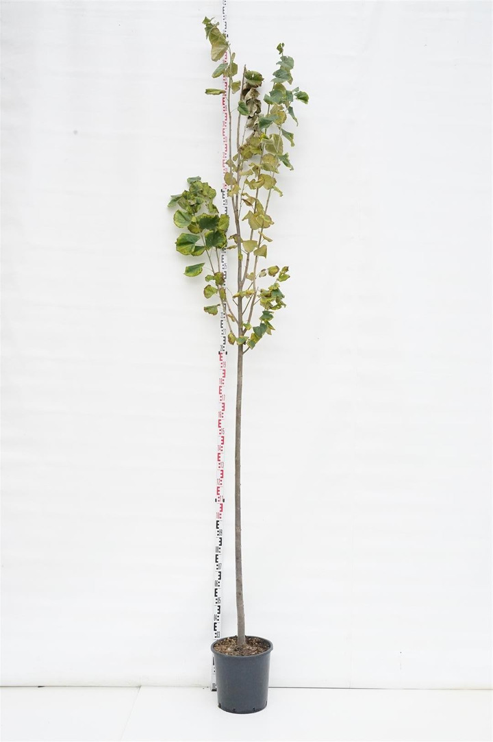 Liepa sidabrinė (Lot Tilia tomentosa)  C25 KAMIENO APIMTIS 10-12 CM  STANDARD
