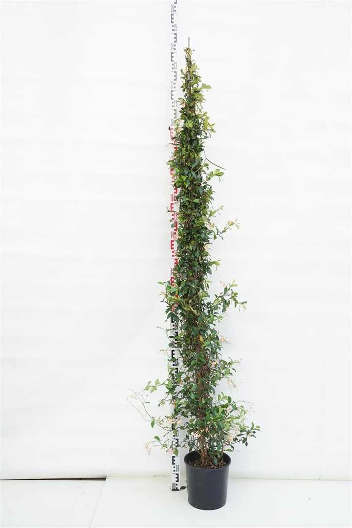 Jazminas azijinis (Lot Trachelospermum as.) 'Pink Showers' C10 175-200 CM
