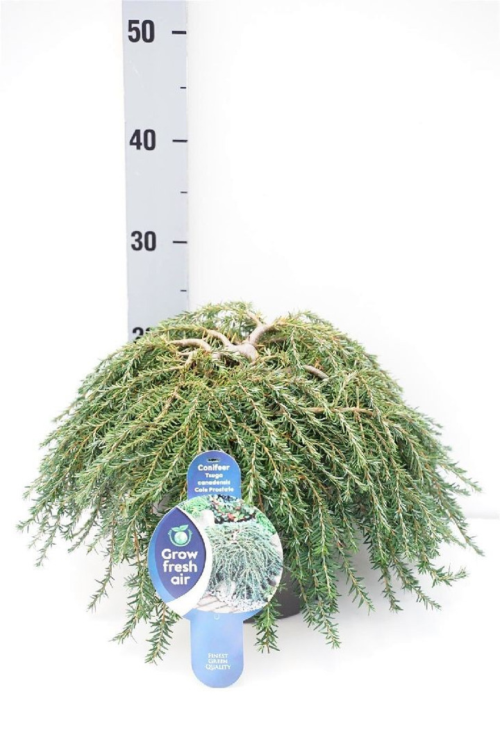 Cūga kanadinė (Lot Tsuga can.) 'Cole's Prostrate' C5/P23 30-40 CM