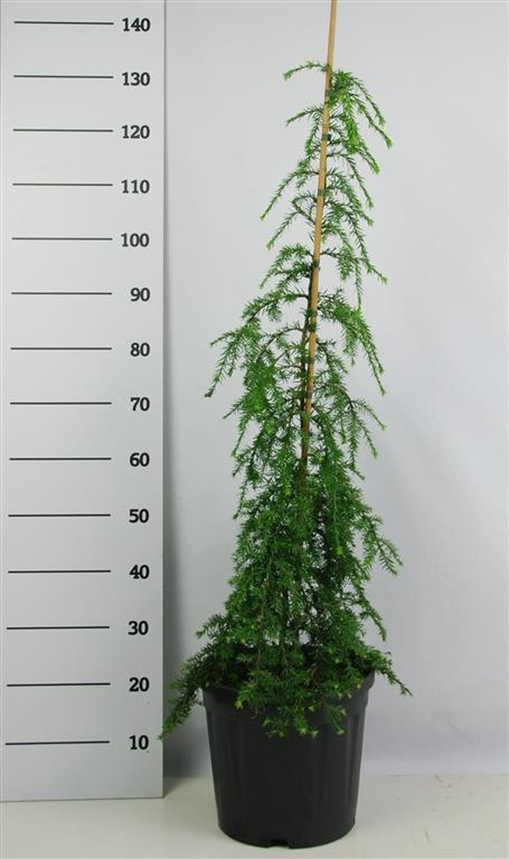 Cūga kanadinė (Lot Tsuga can.) 'Pendula' C13 100-125 CM