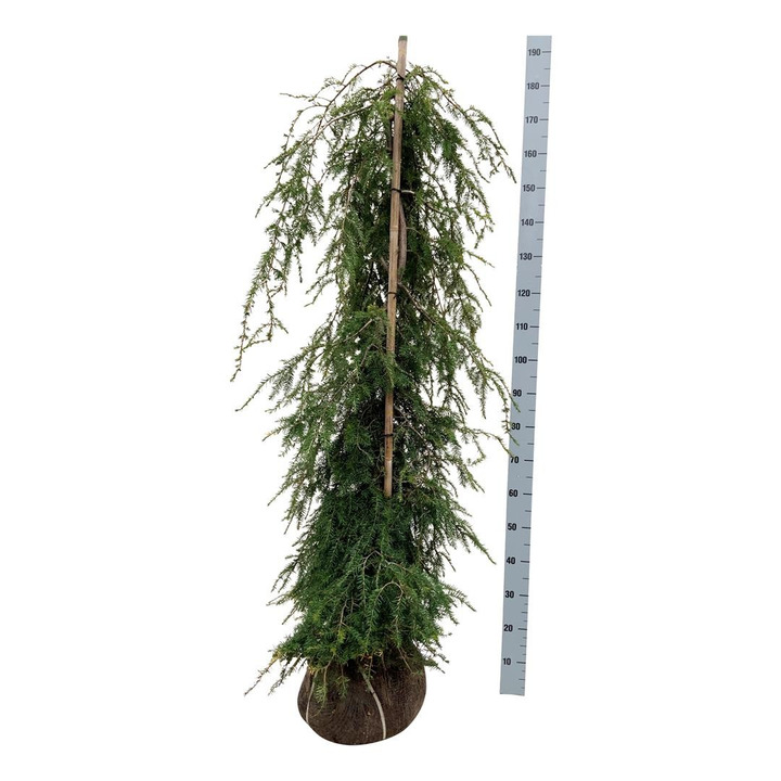 Cūga kanadinė (Lot Tsuga can.) 'Pendula' 125-150 CM RB  EXTRA