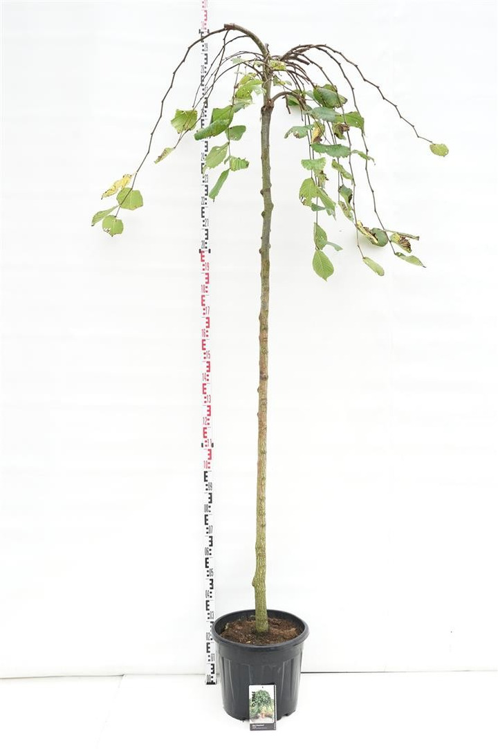 Guobos (Lot Ulmus) 'Camperdownii' C35 STIEBAS 200 CM KAMIENO APIMTIS 12-14 CM