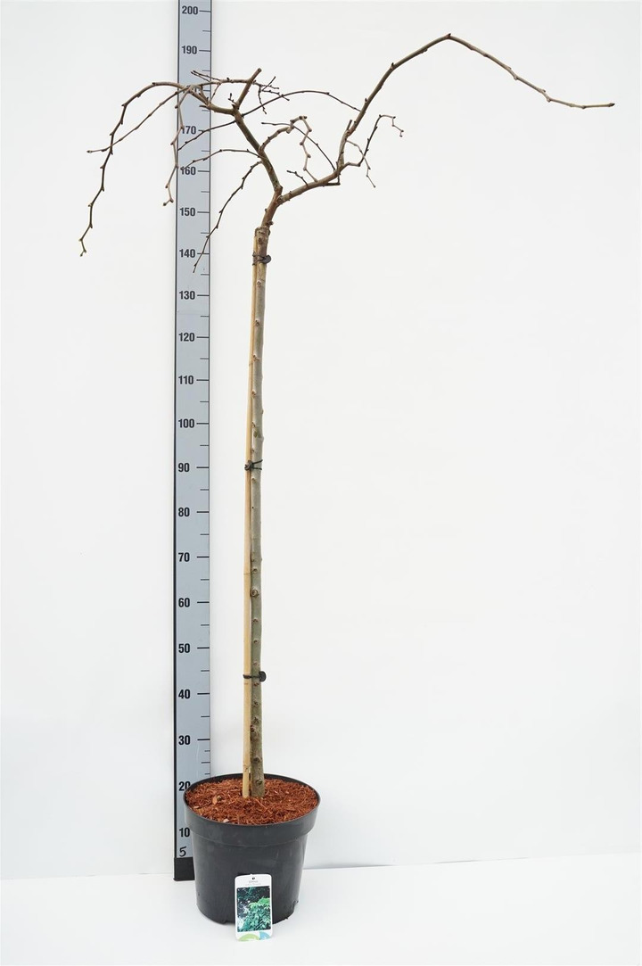 Guoba kalninė (Lot Ulmus glabra) 'Pendula' C10 STIEBAS 120 CM
