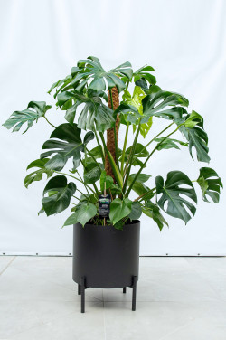 Jungle Flora ø30x40cm metalinis vazonas Riverside Flow 300 - nuotrauka 3
