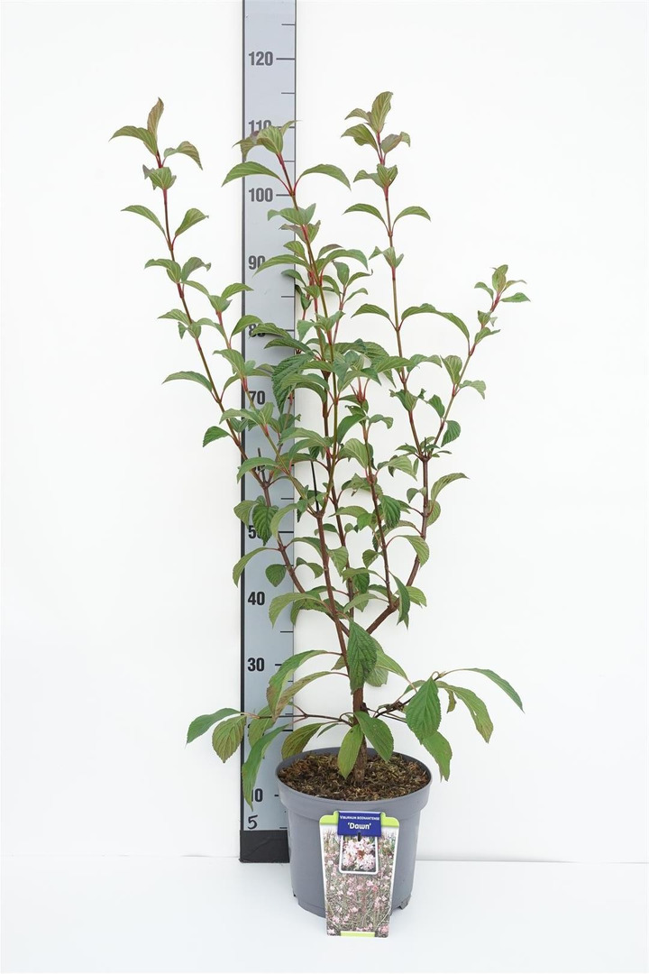 Putinas (Lot Viburnum bodn.) 'Dawn' C5/P23 60-70 CM