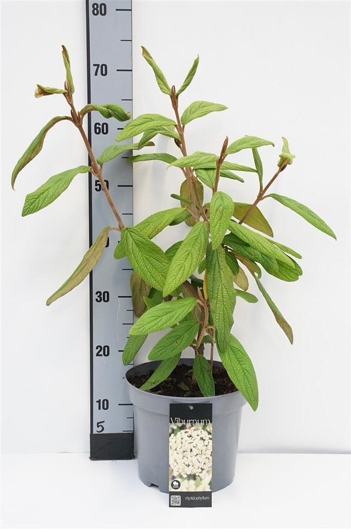 Putinas gauruotasis (Lot Viburnum rhytidophyllum)  C5/P23 40-50 CM