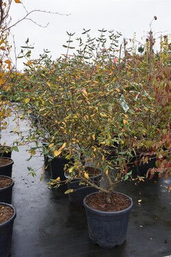 Putinas blizgusis (Lot Viburnum burkwoodii)  C55 125-150CM EXTRA - nuotrauka 2