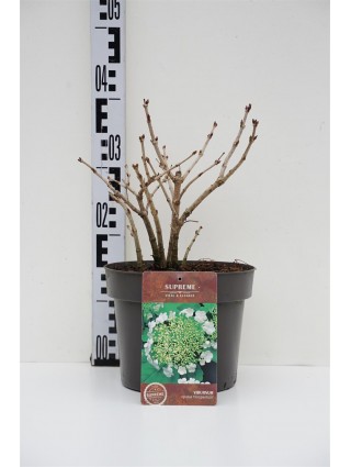 Putinas paprastasis (Lot Viburnum opulus) 'Compactum' C4/P21 30-40 CM-PUTINAI-KRŪMAI