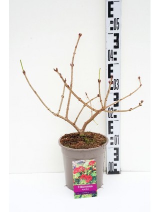 Putinas paprastasis (Lot Viburnum opulus) 'Compactum' C2/P17 30/+ CM-PUTINAI-KRŪMAI