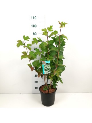 Putinas paprastasis (Lot Viburnum opulus) C6,5/P24 60-80 CM-PUTINAI-KRŪMAI