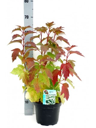 Putinas paprastasis (Lot Viburnum opulus) C3/P19 50-60 CM-PUTINAI-KRŪMAI