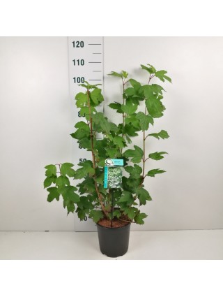 Putinas paprastasis (Lot Viburnum opulus) 'Roseum' C6,5/P24 60-80 CM-PUTINAI-KRŪMAI