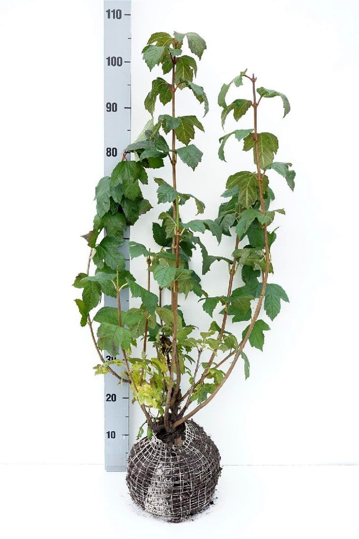 Putinas paprastasis (Lot Viburnum opulus) 'Roseum' 80-100 CM RB-PUTINAI-KRŪMAI