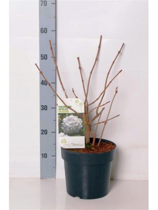 Putinas paprastasis (Lot Viburnum opulus) 'Roseum' C4/P21 50-60 CM-PUTINAI-KRŪMAI